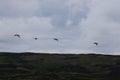 Geese in flight at Carragh an t-Sruith, Sound of Islay, Isle of Jura, Scotland