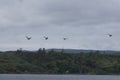 Geese in flight at Carragh an t-Sruith, Sound of Islay, Isle of Jura, Scotland