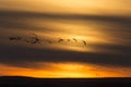 Geese in Flight Sunset