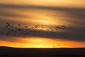 Geese in Flight Sunset