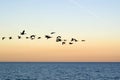 Geese flock Royalty Free Stock Photo
