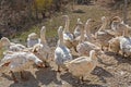 Geese Flock Royalty Free Stock Photo