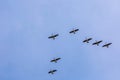 Geese flock flying south as winter coming cold