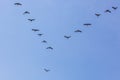 Geese flock flying south as winter coming cold