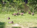 Geese Flock Royalty Free Stock Photo