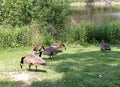 Geese Flock Royalty Free Stock Photo