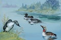 Geese flock swimming on pond watercolor vector illustration Royalty Free Stock Photo