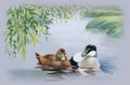 Geese flock swimming on pond watercolor vector illustration Royalty Free Stock Photo