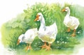 Geese flock swimming on pond watercolor vector illustration