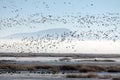 Foggy Marsh Flying Geese Royalty Free Stock Photo