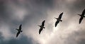 Geese fly South wedge pack (skein) Royalty Free Stock Photo