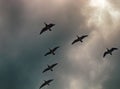 Geese fly South wedge pack (skein) Royalty Free Stock Photo