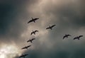 Geese fly South wedge pack (skein) Royalty Free Stock Photo