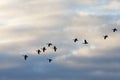 Geese Flying Across the Clouds