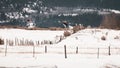 Geese Flying Across Country Field Royalty Free Stock Photo