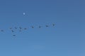 Geese flying against the sky