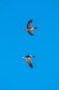 Geese flying on blue background Royalty Free Stock Photo