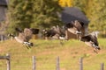 Geese flying from danger