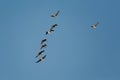 Geese Flying Royalty Free Stock Photo