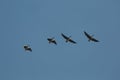 Geese Flying Royalty Free Stock Photo