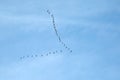 Geese Flying Royalty Free Stock Photo