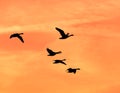 Geese flying  in formation against a dramatic sunset sky. Royalty Free Stock Photo