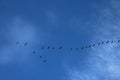 Geese flying formation blue sky thin white cloud Royalty Free Stock Photo