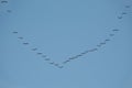 Geese Flying in Formation Royalty Free Stock Photo