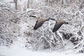 Geese Flying after a Fresh Snowfall Royalty Free Stock Photo