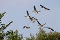 Geese flying Royalty Free Stock Photo