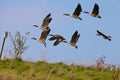 Geese flying Royalty Free Stock Photo