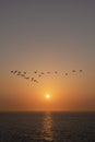 Geese flying at the orange sunset reflection on the ocean water Royalty Free Stock Photo