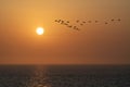 Geese flying at the orange sunset reflection on the ocean water Royalty Free Stock Photo