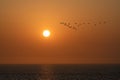 Geese flying at the orange sunset reflection on the ocean water Royalty Free Stock Photo