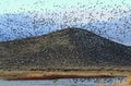 Geese Flying Over Distant Hill Royalty Free Stock Photo