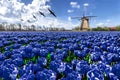 Geese flying over endless blue tulip farm