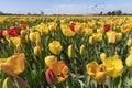 Geese flying over endless yellow red tulip farm Royalty Free Stock Photo