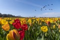 Geese flying over endless yellow red tulip farm Royalty Free Stock Photo