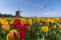 Geese flying over endless yellow red tulip farm Royalty Free Stock Photo