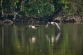 Two Canada geese flying low over river Royalty Free Stock Photo