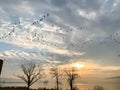 Geese flying over lake at sunrise Royalty Free Stock Photo