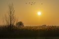 Geese flying over the reed banks of lake Zoetermeerse Plas that has received a yellow glow through the low morning sun Royalty Free Stock Photo