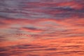 Geese flying in pinkish red orange sunset cloudscape Royalty Free Stock Photo