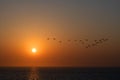 Geese flying at the orange sunset reflection on the ocean water Royalty Free Stock Photo