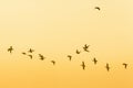 Geese flying at sunrise in the sky Royalty Free Stock Photo