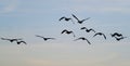 Geese flying in typical VEE formation in UK skies.