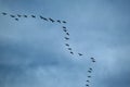 Geese flying in typical VEE formation in UK skies.