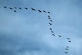 Geese flying in typical VEE formation in UK skies.