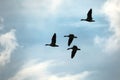Geese Flying Up Royalty Free Stock Photo