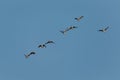 Geese Flying Up Royalty Free Stock Photo